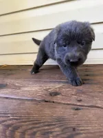 Light Pink, a female German Shepherd Dog for sale in Callands, VA – 4 of 4