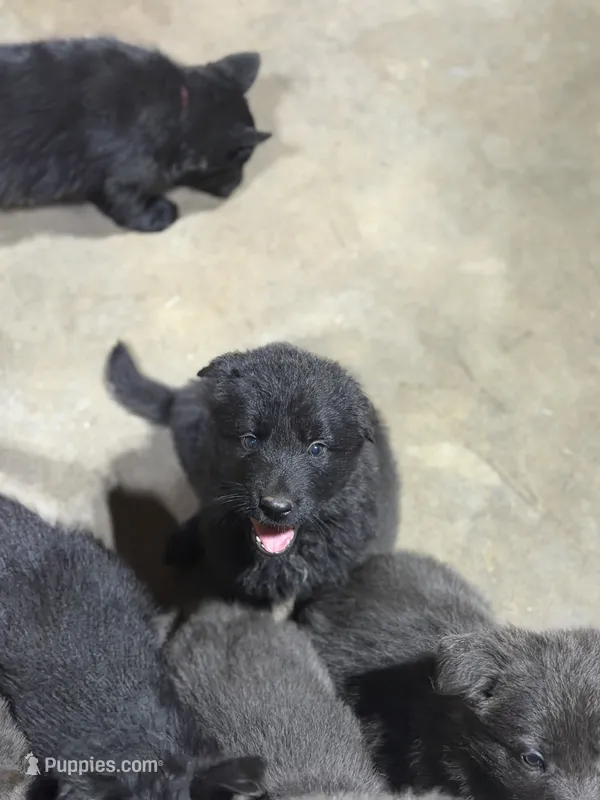 Dark Green Collar – German Shepherd Dog puppy for sale in Callands, VA