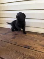 Yellow Collar, a female German Shepherd Dog for sale in Callands, VA – 4 of 5