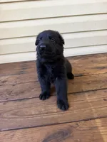 Dark Pink, a female German Shepherd Dog for sale in Callands, VA – 1 of 5