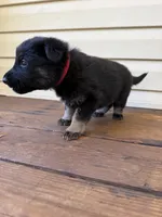 Red Collar, a male German Shepherd Dog for sale in Callands, VA – 3 of 4