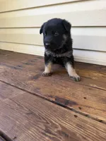 Brown Collar, a male German Shepherd Dog for sale in Callands, VA – 3 of 4