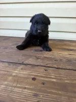 Dark Green Collar, a male German Shepherd Dog for sale in Callands, VA – 2 of 5