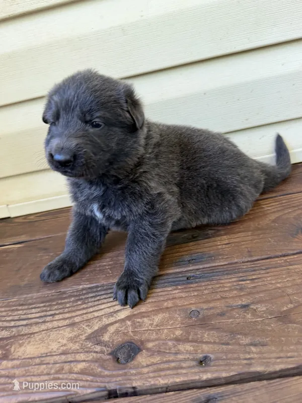 Light Pink – German Shepherd Dog puppy for sale in Callands, VA