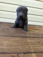 Dark Blue Collar, a male German Shepherd Dog for sale in Callands, VA – 3 of 5