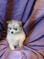 Girl with two Blue eys, a female Pomeranian for sale in Milton, FL – 2 of 6