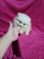 AKC Eve, a female Pomeranian for sale in Milton, FL – 7 of 7