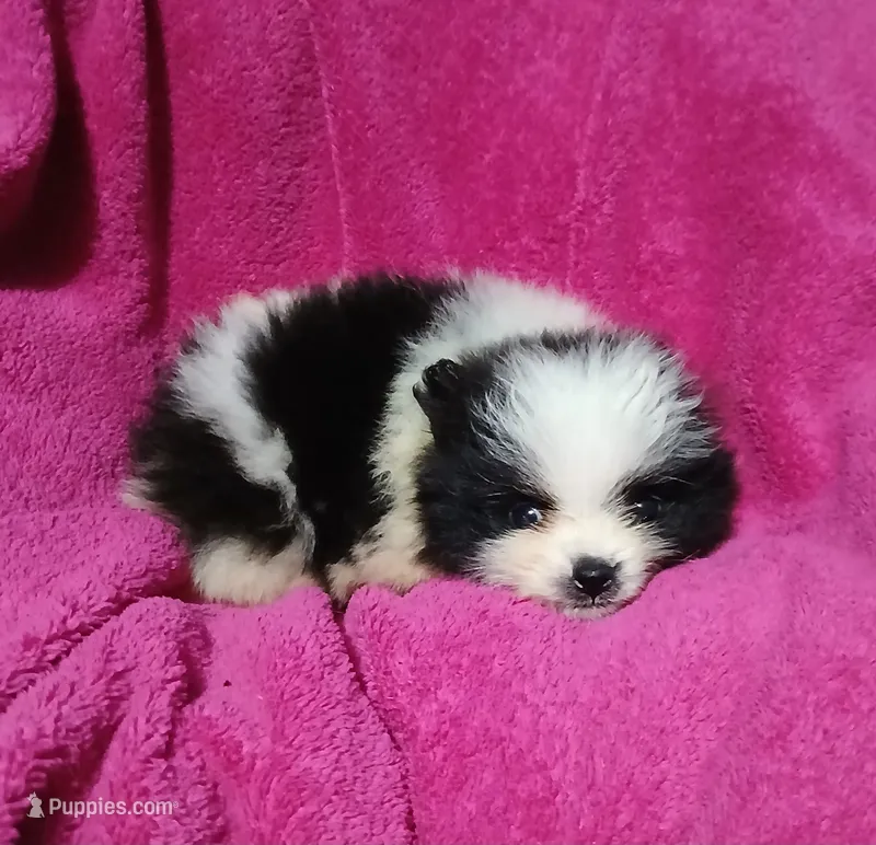AKC Oreo Cookie – Pomeranian puppy for sale in Milton, FL