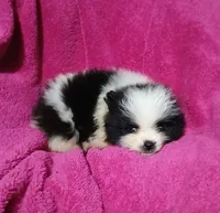 AKC Oreo Cookie, a female Pomeranian for sale in Milton, FL – 1 of 4