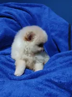AKC Doodle, a male Pomeranian for sale in Milton, FL – 2 of 5