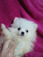 AKC Eve, a female Pomeranian for sale in Milton, FL – 2 of 7