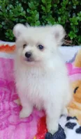 CKC Ghost Girl , a female Pomeranian for sale in Milton, FL – 2 of 4