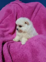 AKC Sugar Cookie , a female Pomeranian for sale in Milton, FL – 5 of 8