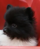 AKC Emmy, a female Pomeranian for sale in Milton, FL – 2 of 8