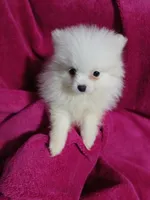 AKC Eve, a female Pomeranian for sale in Milton, FL – 6 of 7