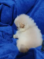 AKC Doodle, a male Pomeranian for sale in Milton, FL – 4 of 5