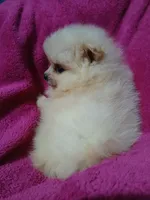 AKC Sugar Cookie , a female Pomeranian for sale in Milton, FL – 3 of 8