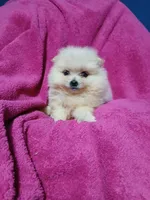 AKC Sugar Cookie , a female Pomeranian for sale in Milton, FL – 2 of 8