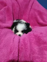 AKC Oreo Cookie, a female Pomeranian for sale in Milton, FL – 2 of 4