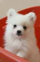CKC Ghost Girl , a female Pomeranian for sale in Milton, FL – 1 of 4