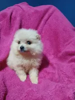 AKC Sugar Cookie , a female Pomeranian for sale in Milton, FL – 8 of 8