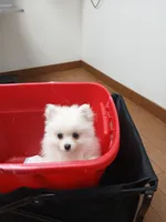 AKC Grace, a female Pomeranian for sale in Milton, FL – 5 of 8