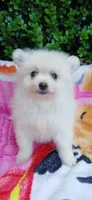 CKC Ghost Girl , a female Pomeranian for sale in Milton, FL – 4 of 4
