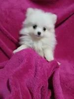 AKC Eve, a female Pomeranian for sale in Milton, FL – 5 of 7