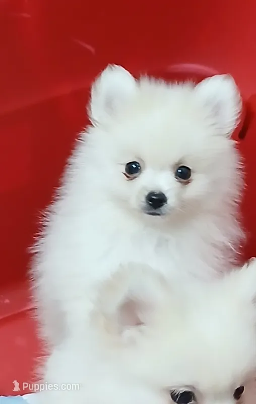 CKC Bones – Pomeranian puppy for sale in Milton, FL