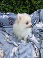 CKC Bones, a male Pomeranian for sale in Milton, FL – 3 of 6