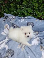 CKC Bones, a male Pomeranian for sale in Milton, FL – 5 of 6