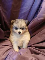 Girl with two Blue eys, a female Pomeranian for sale in Milton, FL – 3 of 6