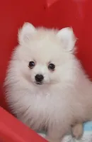 CKC Tiny B, a male Pomeranian for sale in Milton, FL – 3 of 6