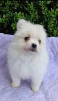 CKC Vampie, a female Pomeranian for sale in Milton, FL – 2 of 2