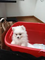 AKC Grace, a female Pomeranian for sale in Milton, FL – 7 of 8