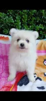 CKC Ghost Girl , a female Pomeranian for sale in Milton, FL – 3 of 4