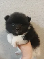 AKC Maomao, a female Pomeranian for sale in Milton, FL – 1 of 3