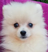 AKC Sugar Cookie , a female Pomeranian for sale in Milton, FL – 1 of 9