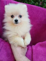 AKC Sugar Cookie , a female Pomeranian for sale in Milton, FL – 3 of 9