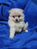 AKC Doodle, a male Pomeranian for sale in Milton, FL – 5 of 5