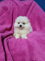 AKC Sugar Cookie , a female Pomeranian for sale in Milton, FL – 4 of 8