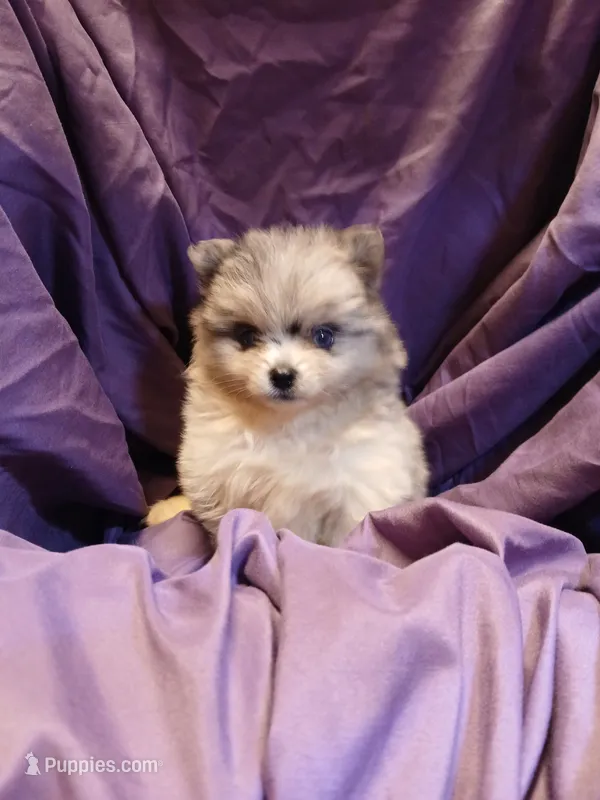 Girl with two Blue eys – Pomeranian puppy for sale in Milton, FL