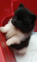 AKC Emmy, a female Pomeranian for sale in Milton, FL – 4 of 8