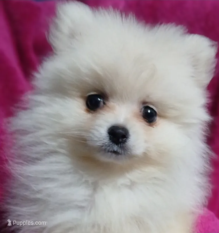 AKC Grace – Pomeranian puppy for sale in Milton, FL