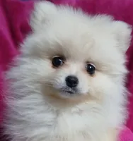 AKC Grace, a female Pomeranian for sale in Milton, FL – 1 of 3
