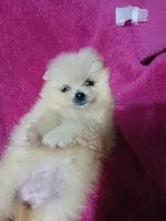 AKC Sugar Cookie , a female Pomeranian for sale in Milton, FL – 6 of 8