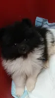 AKC Emmy, a female Pomeranian for sale in Milton, FL – 5 of 8