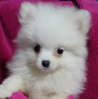 AKC Eve, a female Pomeranian for sale in Milton, FL – 4 of 7