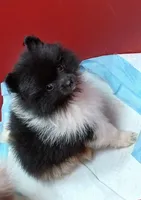 AKC Emmy, a female Pomeranian for sale in Milton, FL – 1 of 8