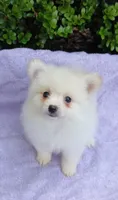CKC Vampie, a female Pomeranian for sale in Milton, FL – 1 of 2